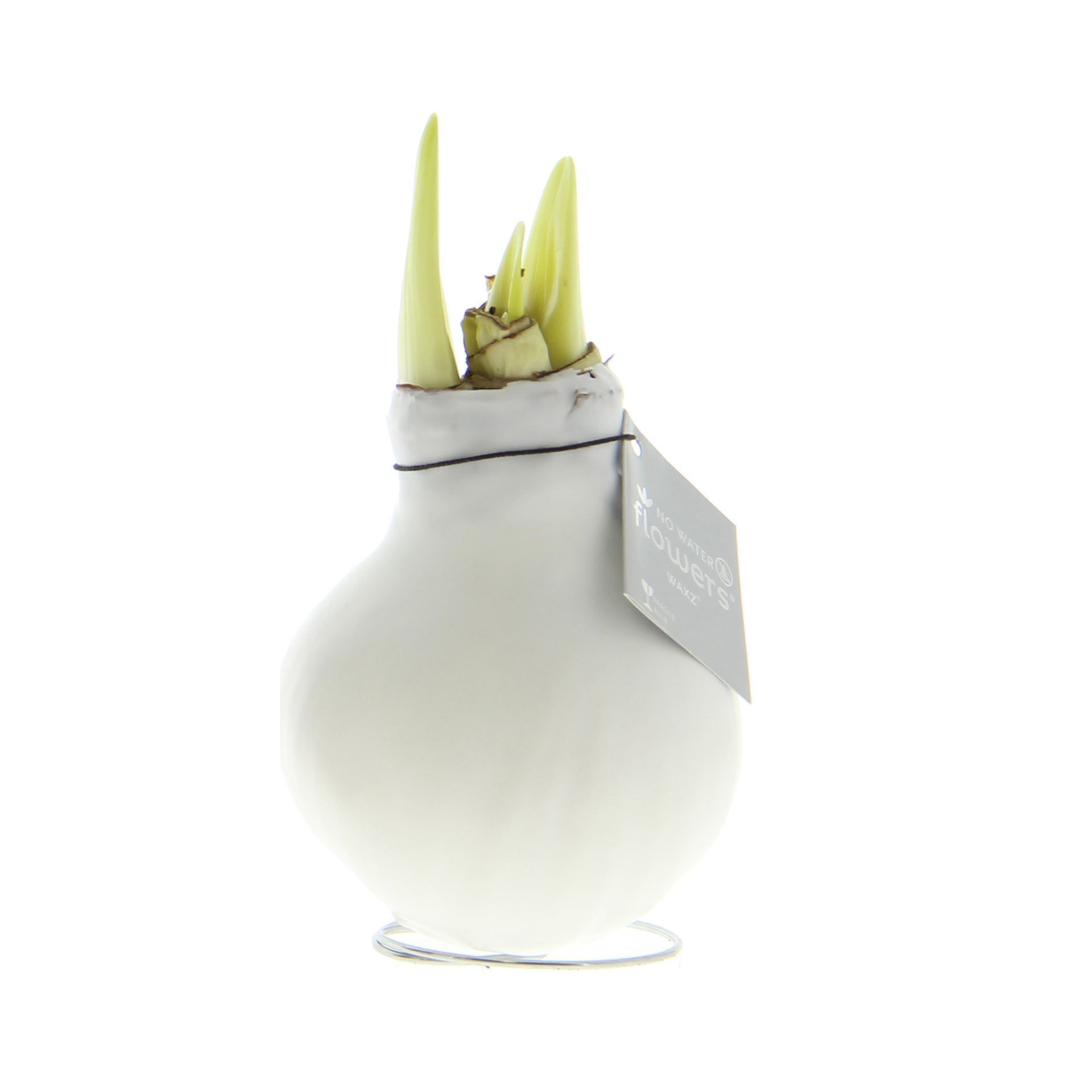 Amaryllis in weissem Wachs