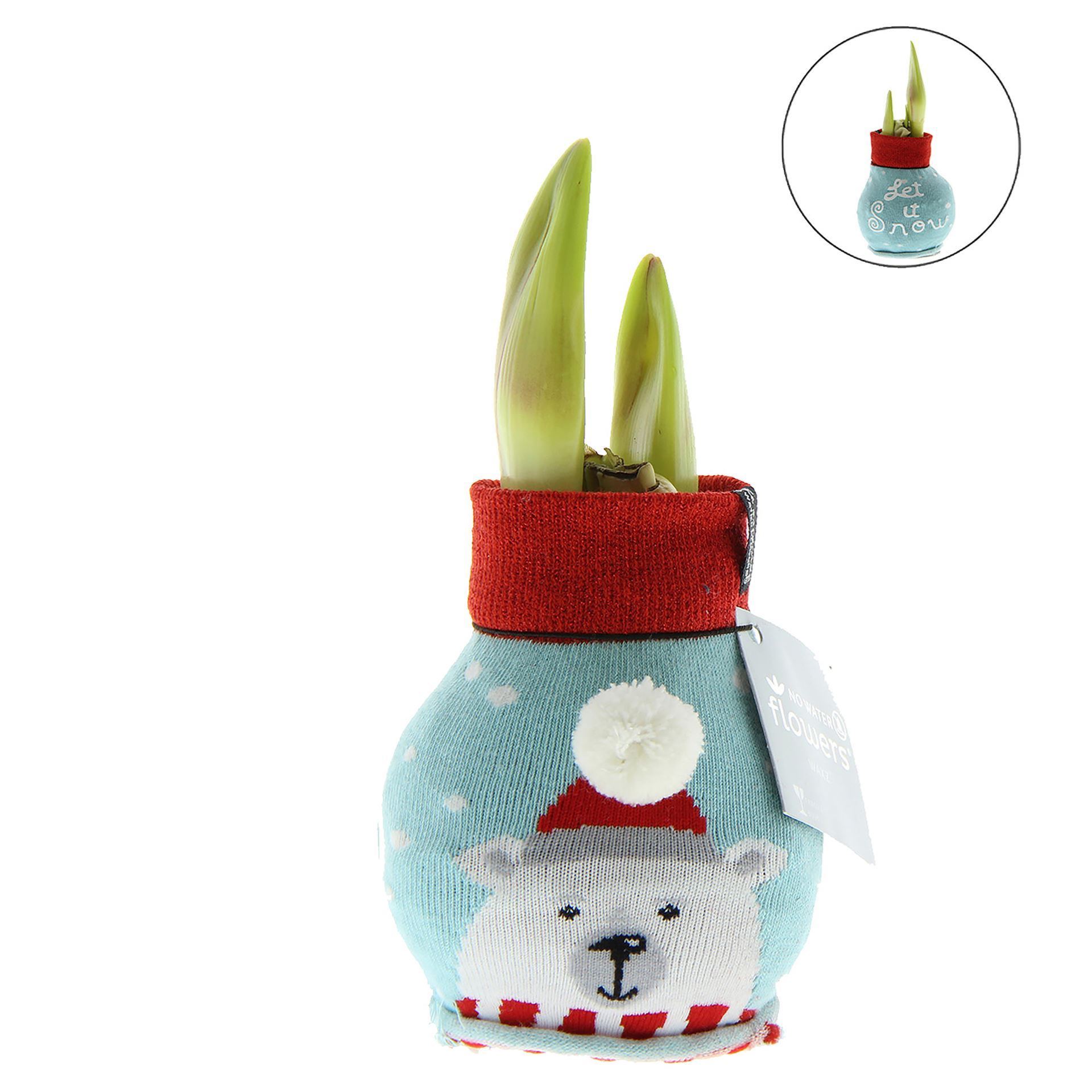 Amaryllis in Fun Weihnachtssocke Bär