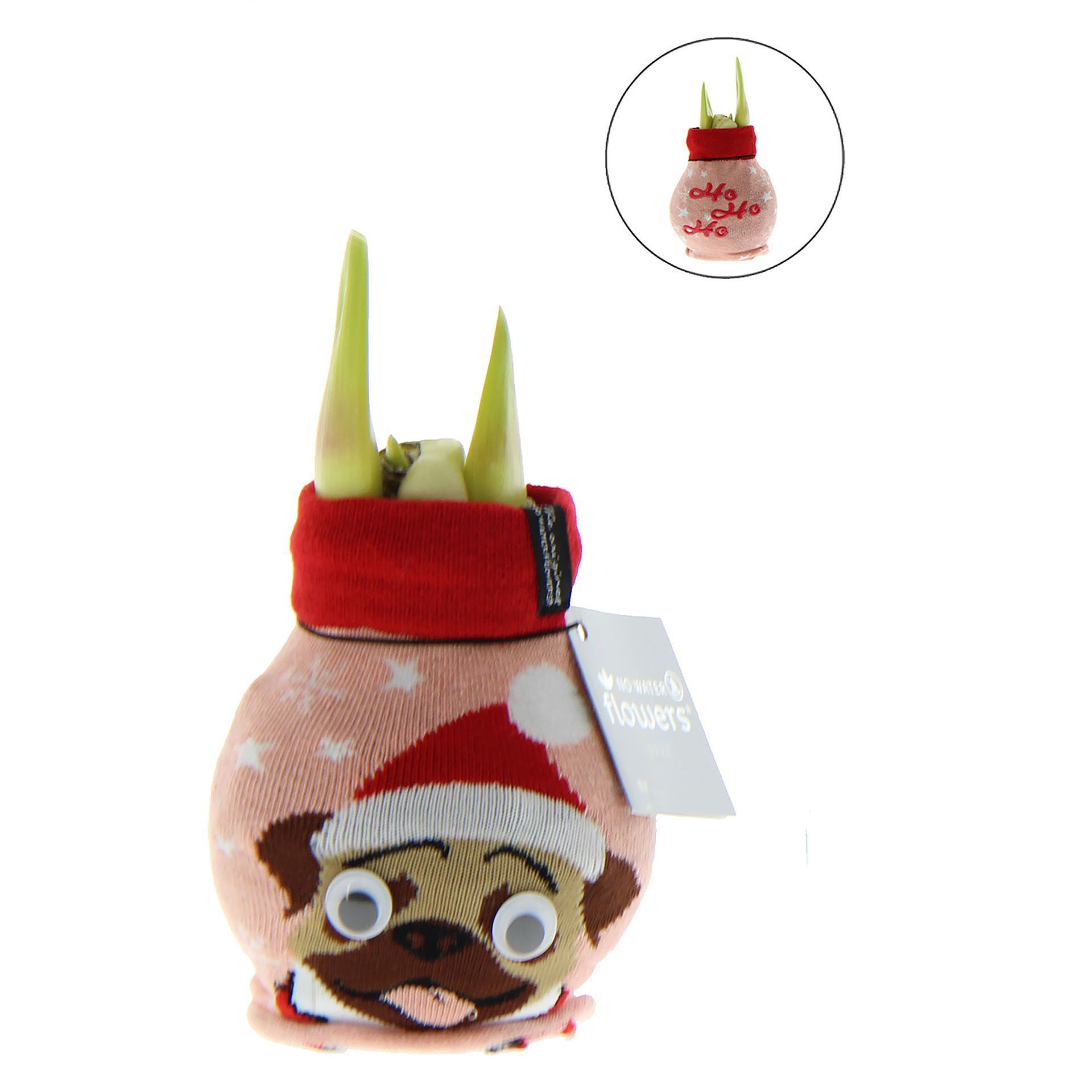 Amaryllis en chaussette de Noël Fun chien