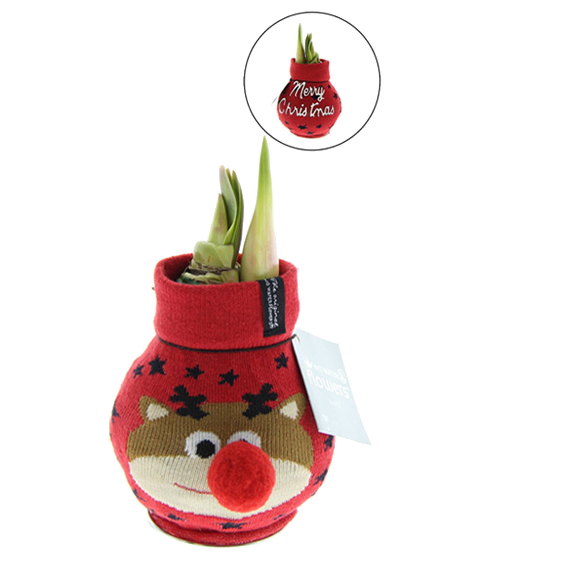 Amaryllis in Fun Weihnachtssocke Rentier