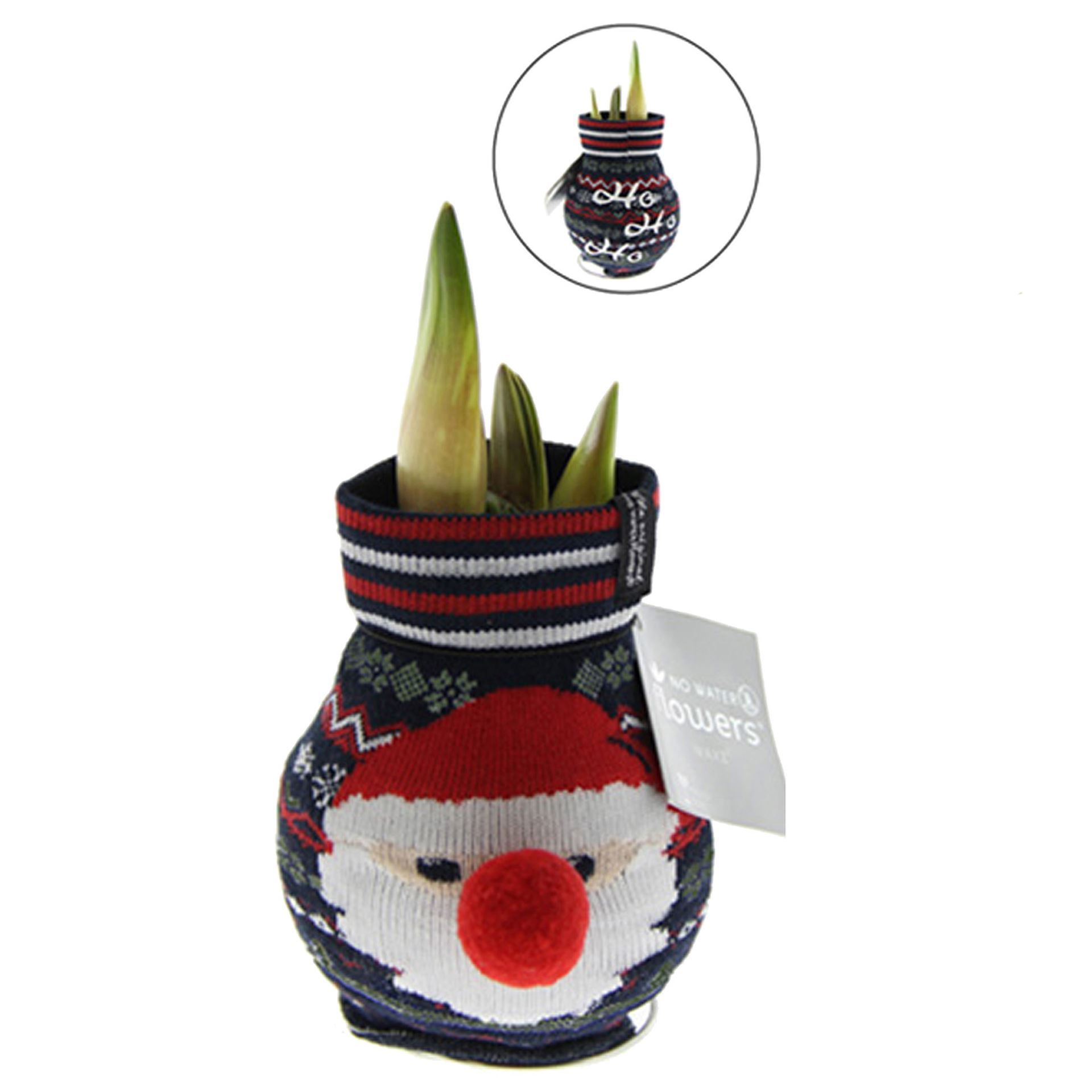 Amaryllis en chaussette de Noël Fun Père Noël