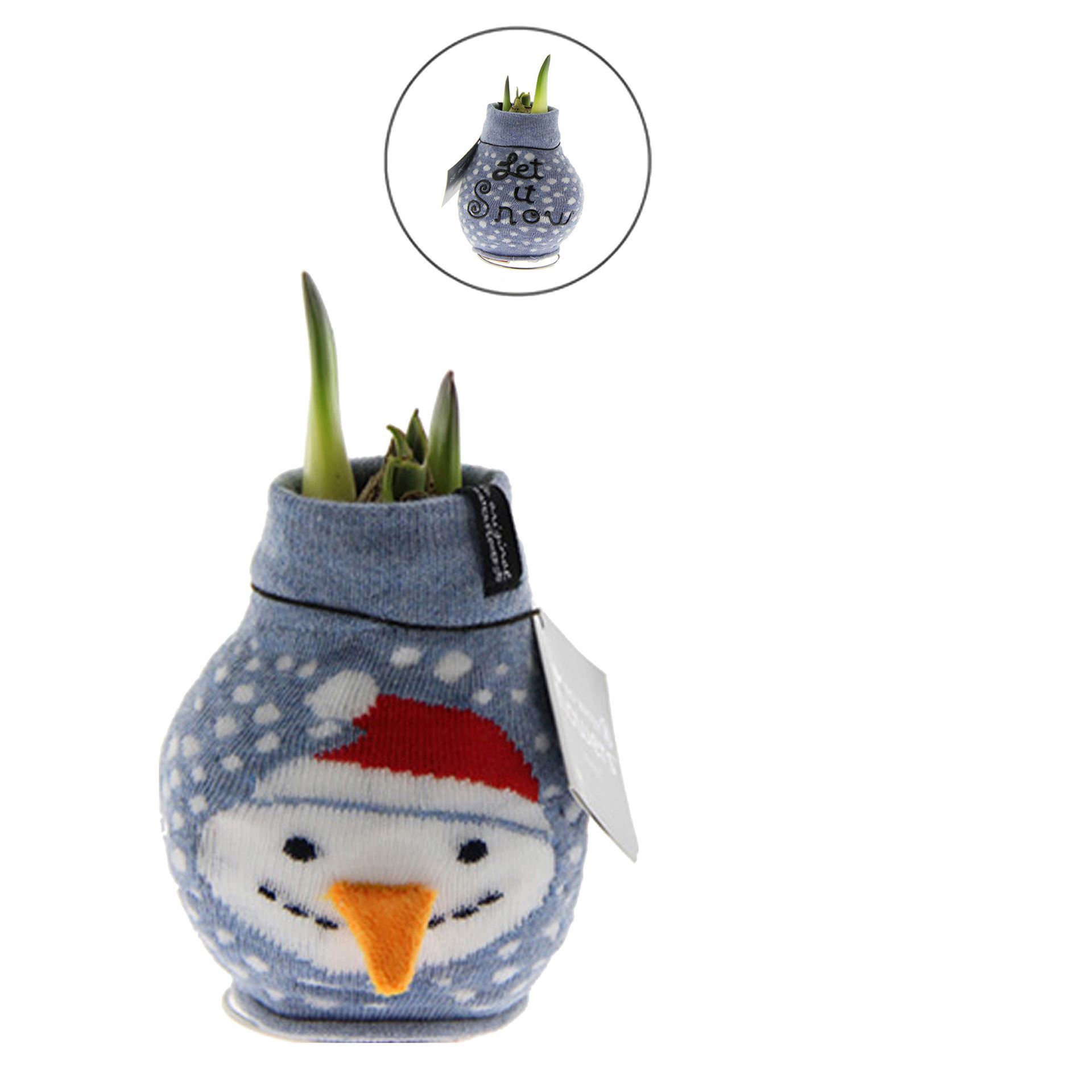 Amaryllis in Fun Weihnachtssocke Schneemann