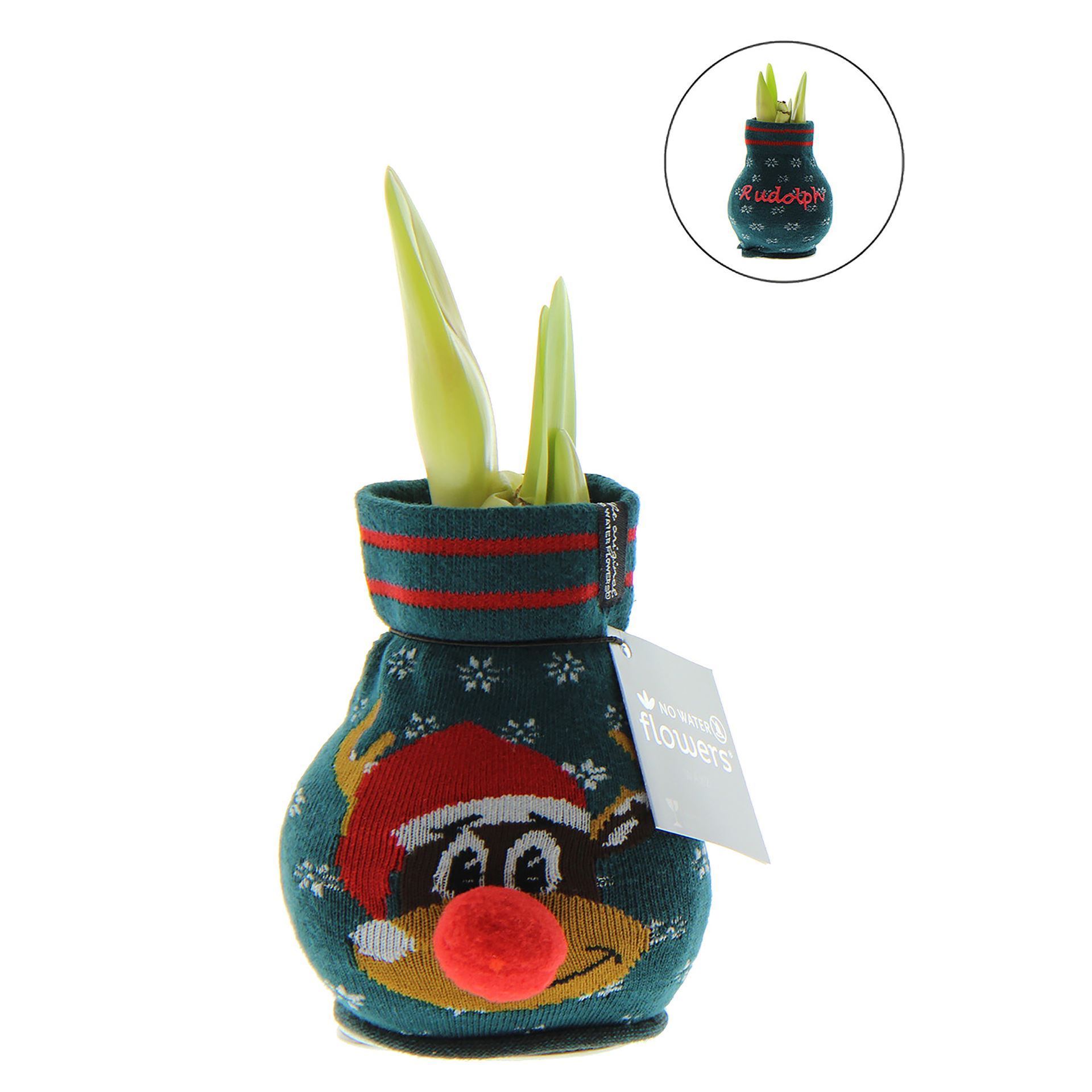 Amaryllis in grüner Fun Weihnachtssocke Rudolph