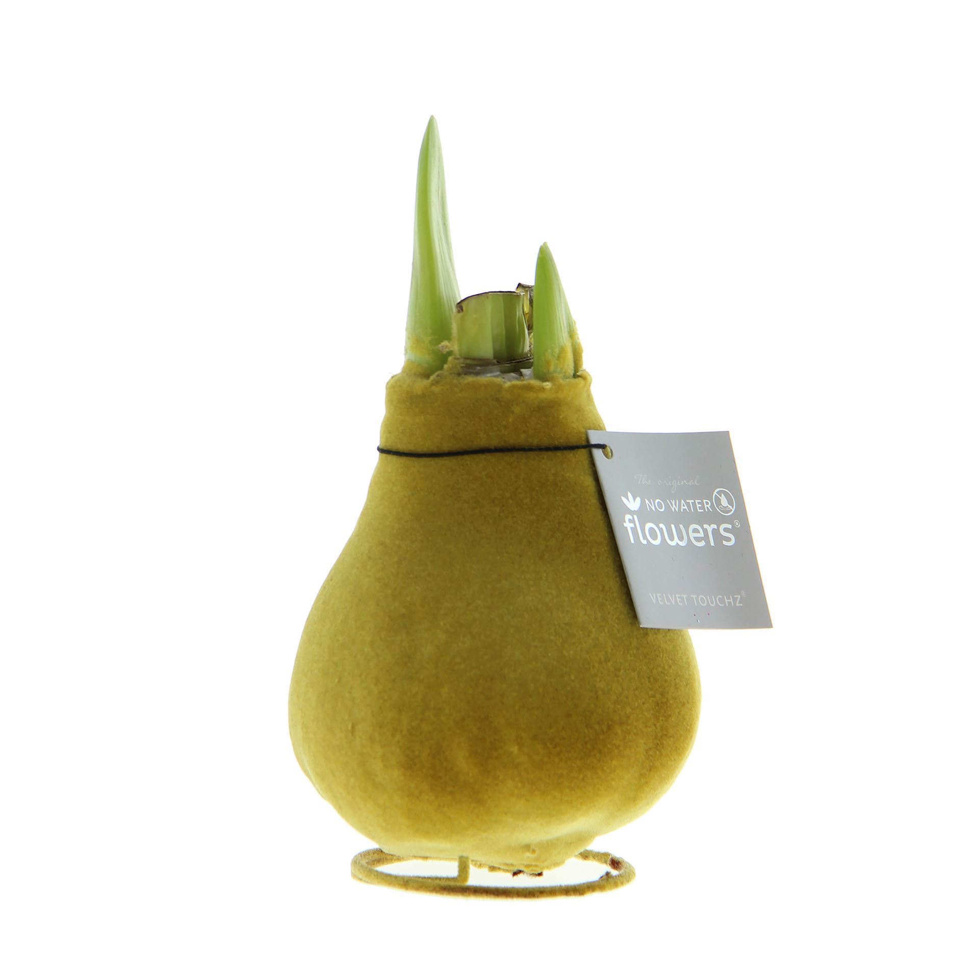 Amaryllis in goldfarbenem Filzmantel