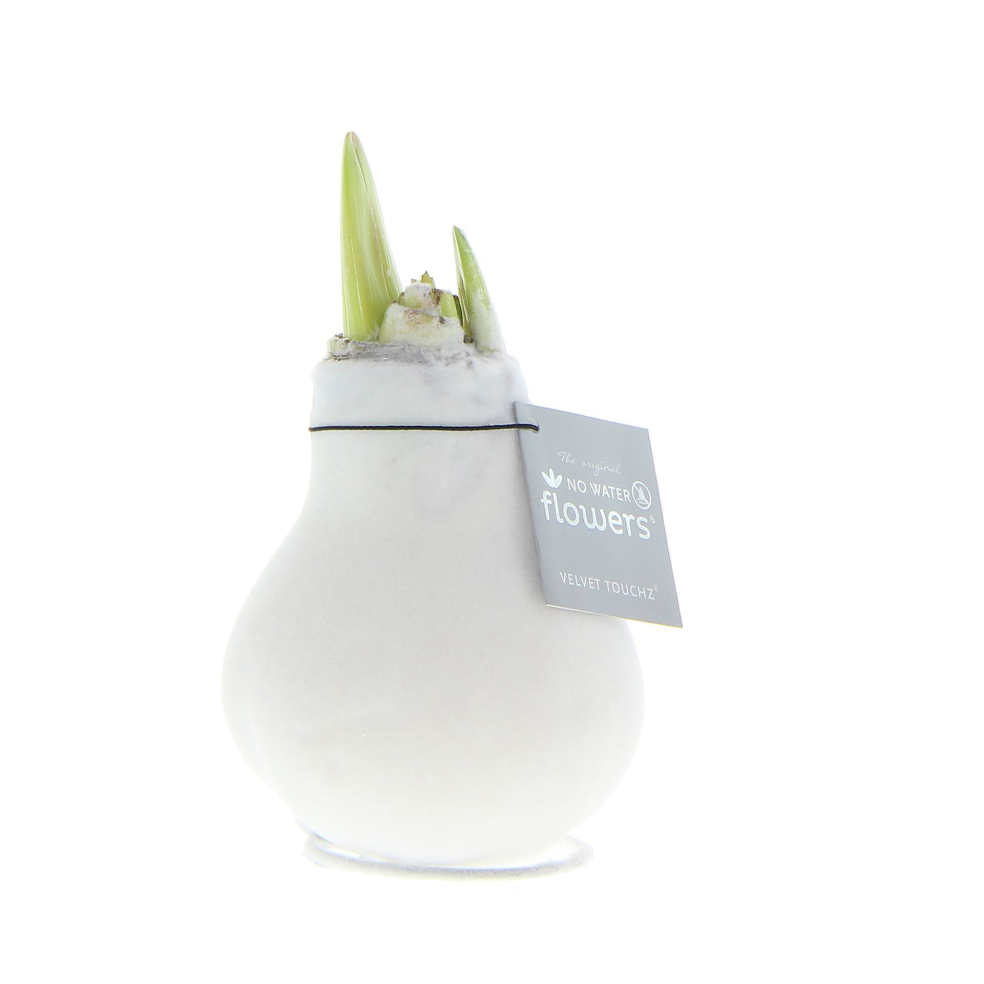 Amaryllis in weissem Filzmantel