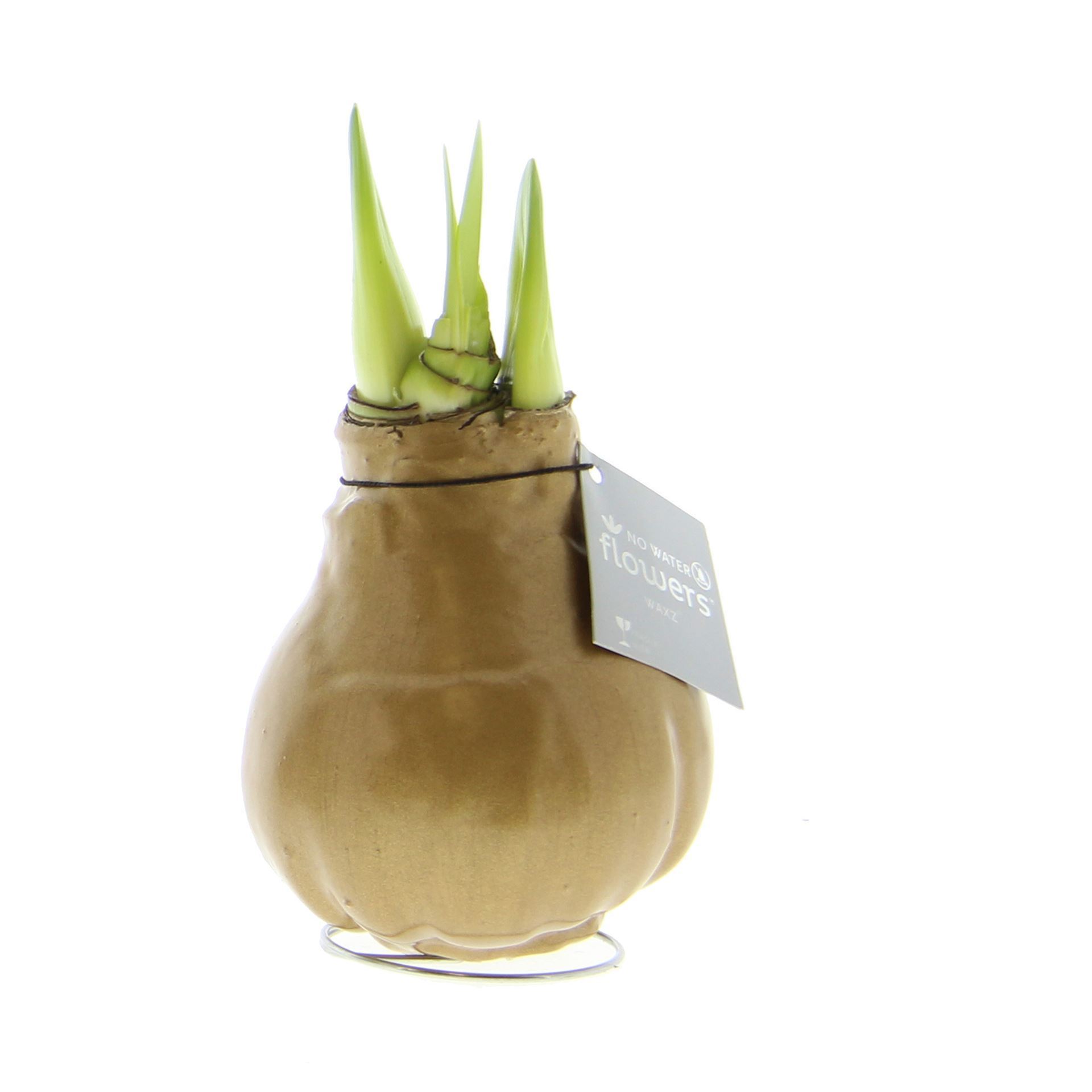 Amaryllis in goldfarbenem Wachs