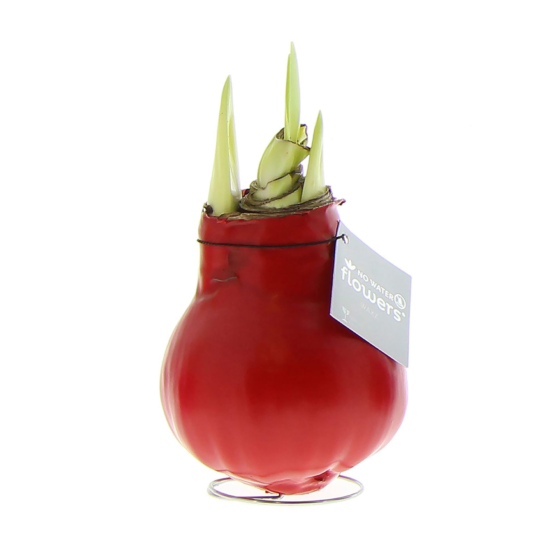 Amaryllis in rotem Wachs