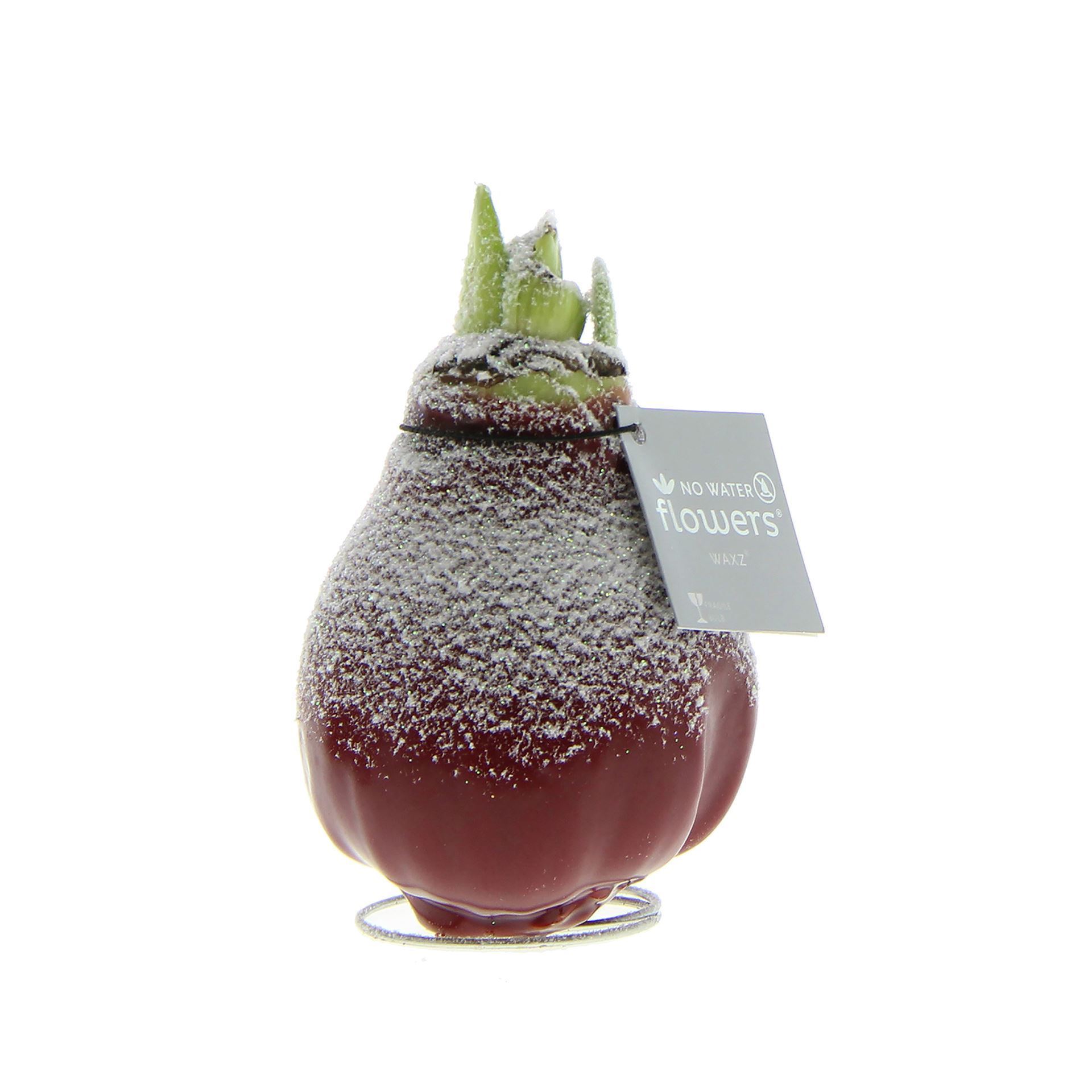 Amaryllis in beschneitem bordeauxrotem Wachs