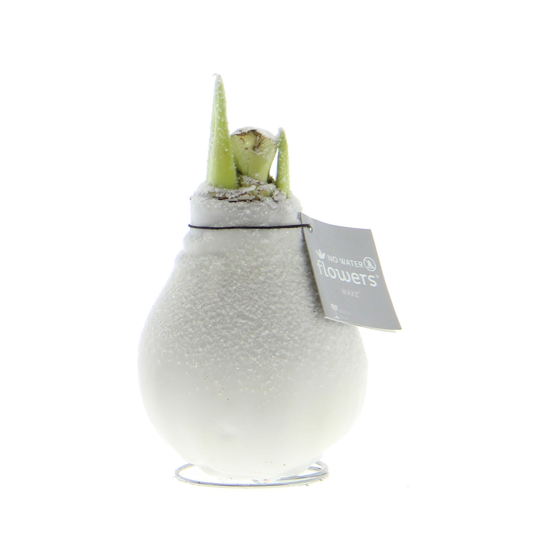 Amaryllis in beschneitem weissem Wachs