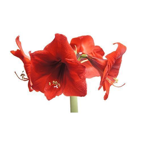Amaryllis in beschneitem weissem Wachs