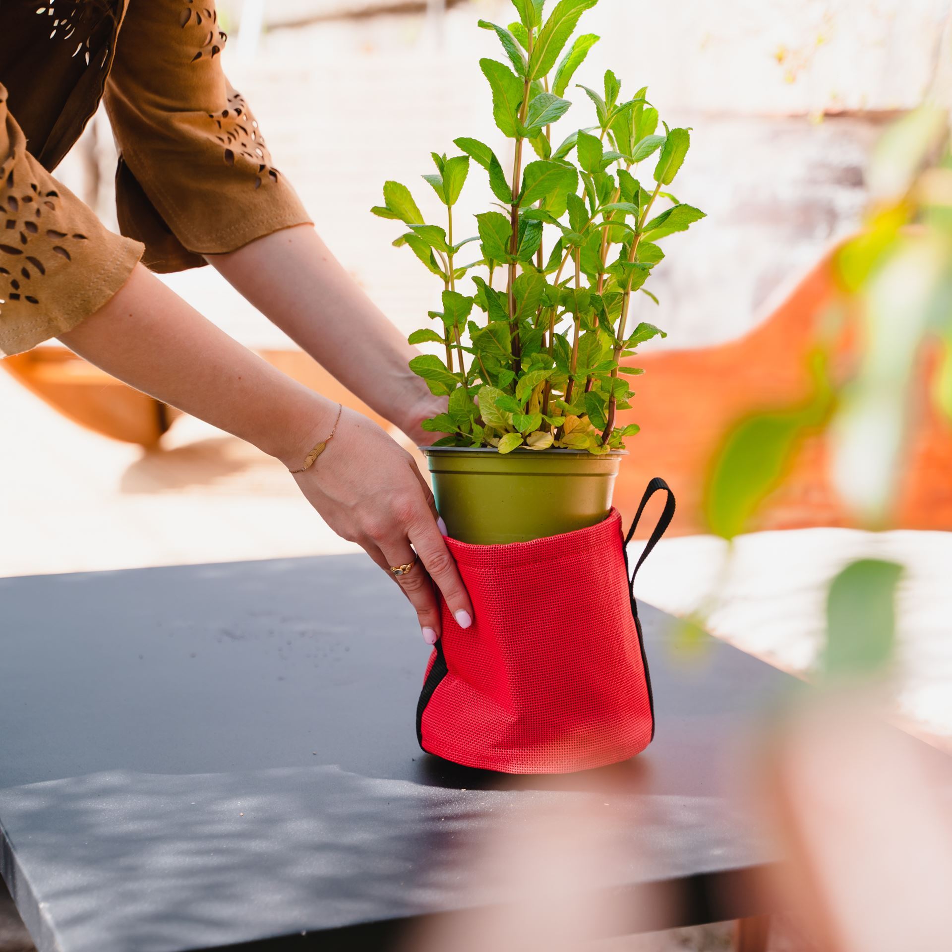 Menthe poivrée 'SunnyHerbs' en pot de 14cm