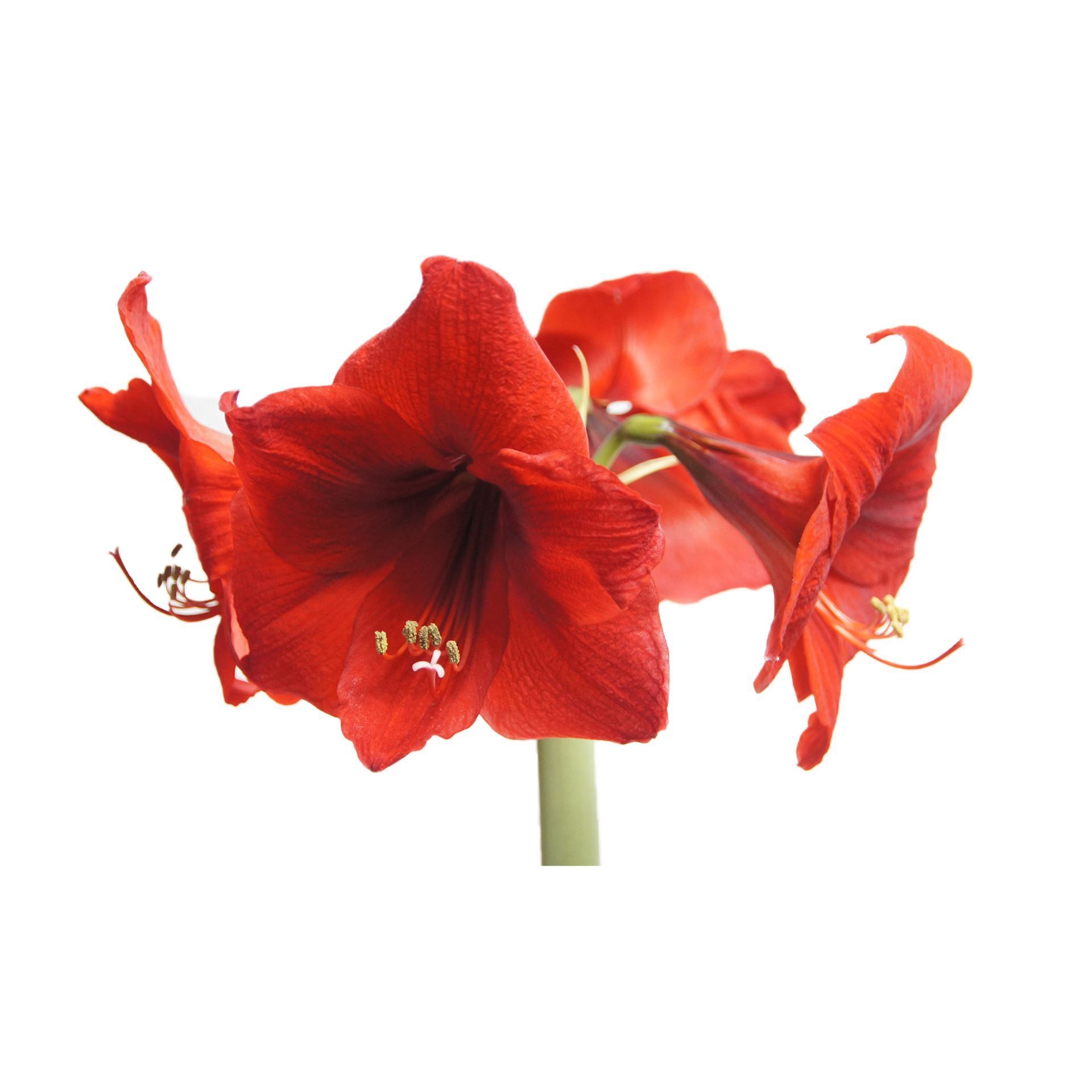 Amaryllis in weissem Wachs