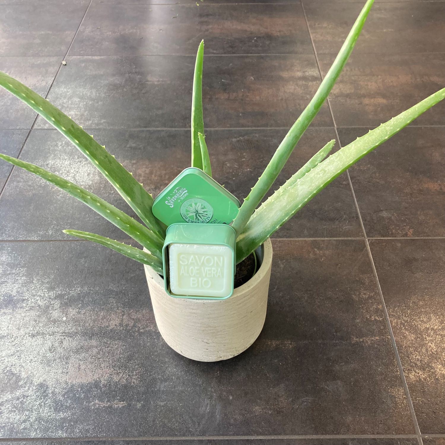 Boîte en métal & savon bio à l'aloe vera