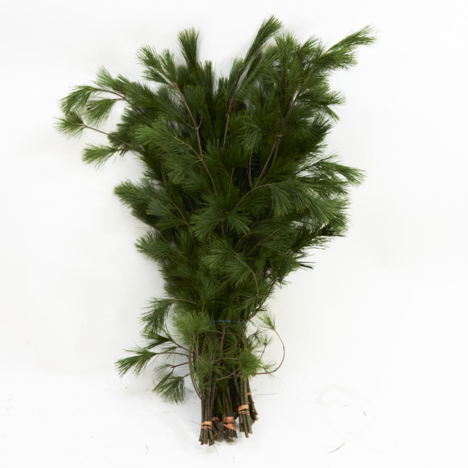Wintergrün 'Pinus Strobus / Seidenföhre' 1 kg