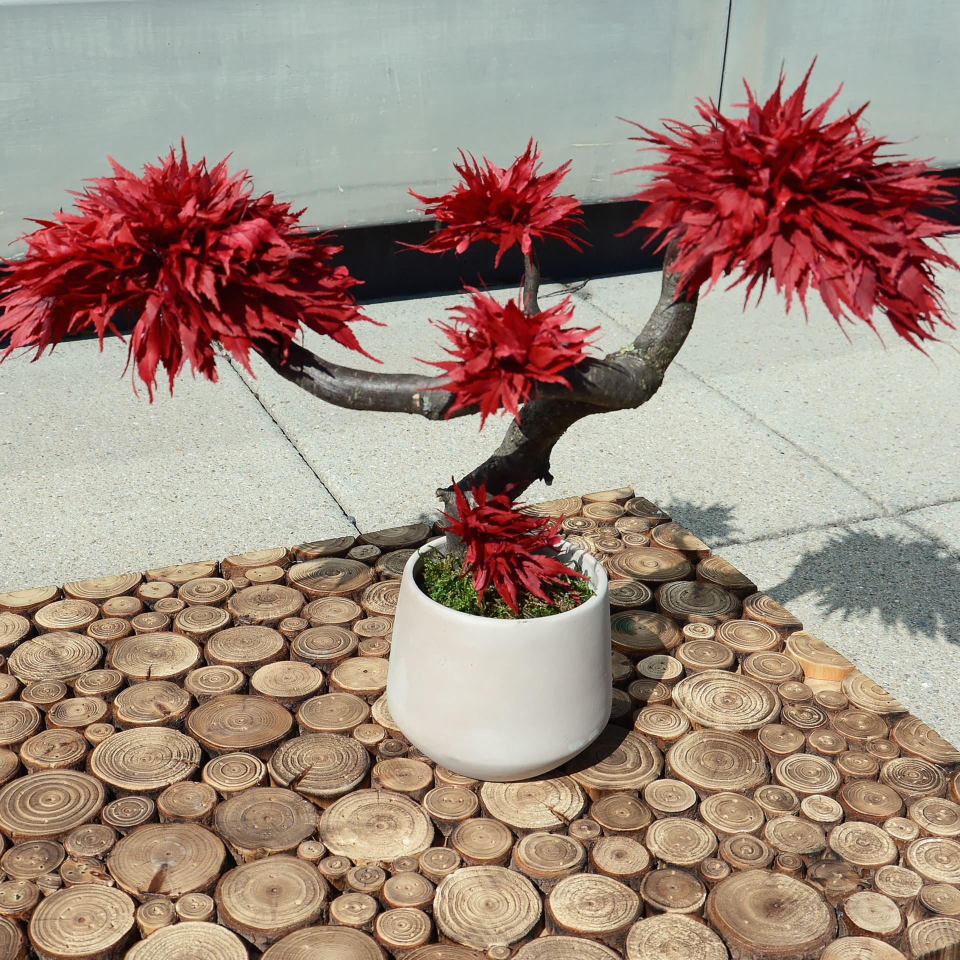 Ahorn stabilisierter Bonsai - gross