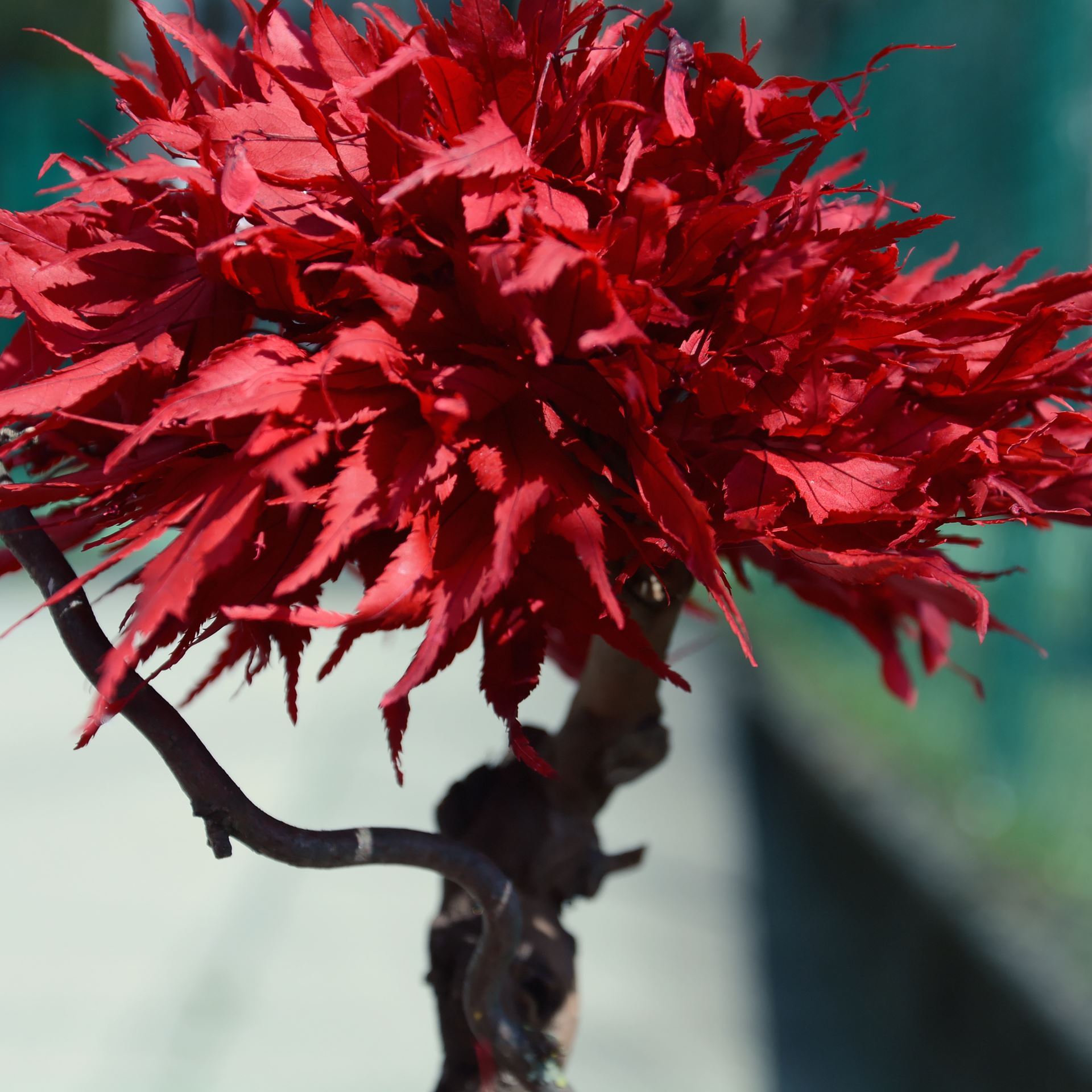 Ahorn stabilisierter Bonsai - gross