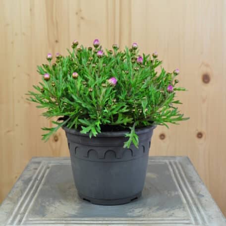 Margerite - Argyranthemum frutescens - 3 Stück
