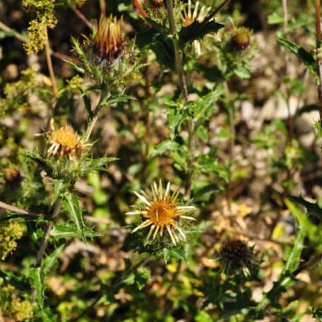 Golddistel - Carlina vulgaris - 6 Stück