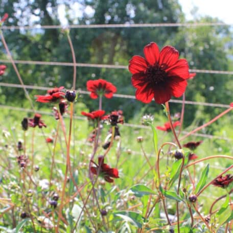 Schokoladenkosmee - Cosmos atrosanguineum - 2 Stück