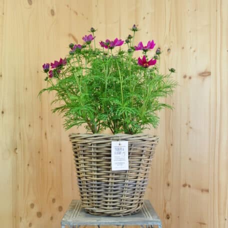 Kosmee - Cosmos bipinnatus im Korb 7