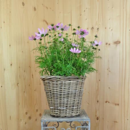 Kosmee - Cosmos bipinnatus im Korb 7
