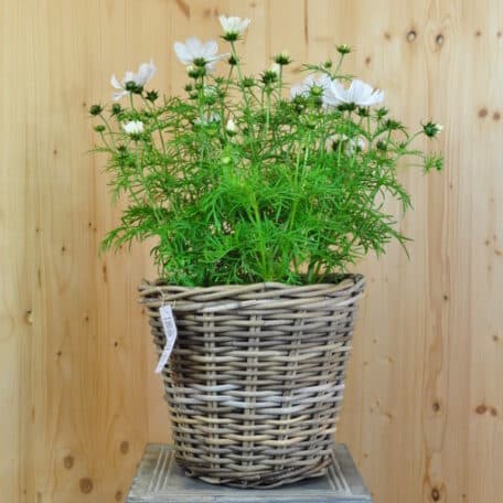 Kosmee - Cosmos bipinnatus im Korb 7