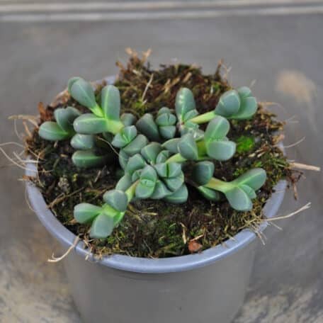 Mittagsblume  - Delosperma lehmannii - 6 Stück