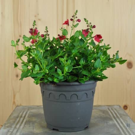 Elfensporn - Diascia personata - 3 Stück