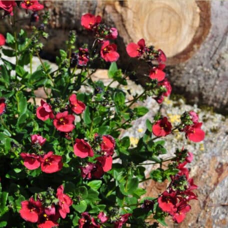 Elfensporn - Diascia personata - 3 Stück