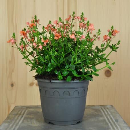 Elfensporn - Diascia personata - 3 Stück