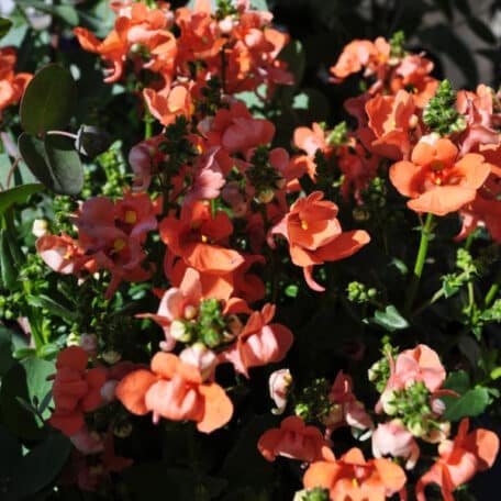 Elfensporn - Diascia personata - 3 Stück
