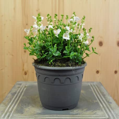 Elfensporn - Diascia personata - 3 Stück