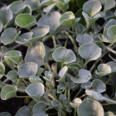Silberregen - Dichondra - 4 Stück