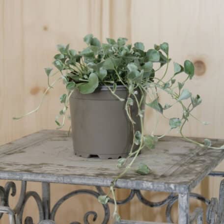 Silberregen - Dichondra - 4 Stück