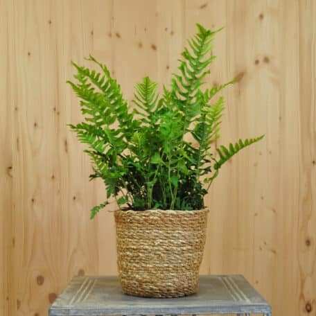 Gabel-Tüpfelfarn - Polypodium vulgare im Korb 1 - 2 Stück