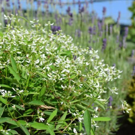 Zauberschnee - Euphorbia - 4 Stück