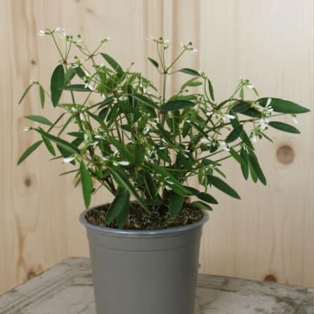 Zauberschnee - Euphorbia - 4 Stück
