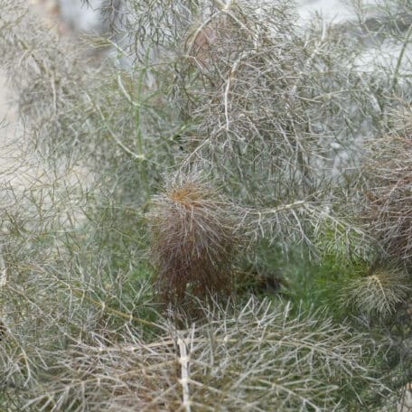 Fenchel - Foenicolum