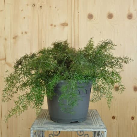 Fenchel - Foenicolum