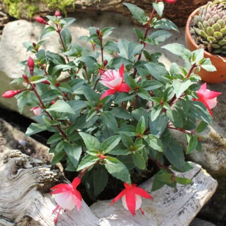 Fuchsia de jardin - Fuchsia C. - 4 pièces
