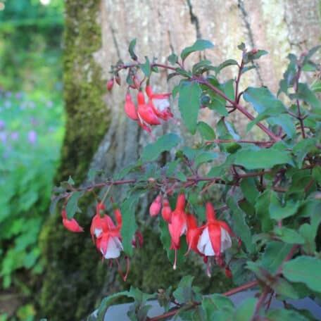 Fuchsia de jardin - Fuchsia C. - 4 pièces