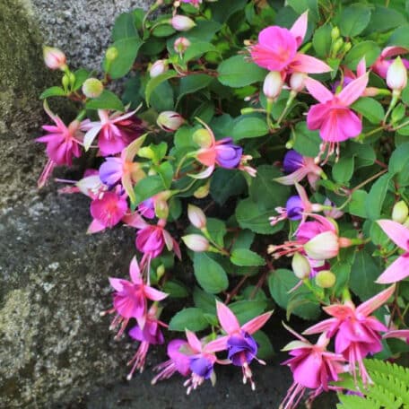 Garten-Fuchsie - Fuchsia C. - 4 Stück
