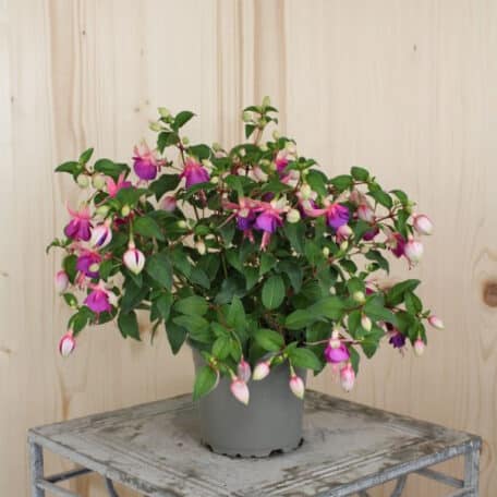 Garten-Fuchsie - Fuchsia C. - 4 Stück