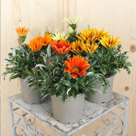 L'or de midi - Gazania Cultivars - 4 pièces