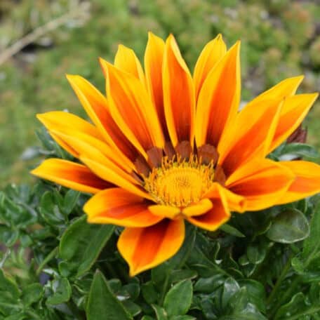 Mittagsgold - Gazania Cultivars - 3 Stück