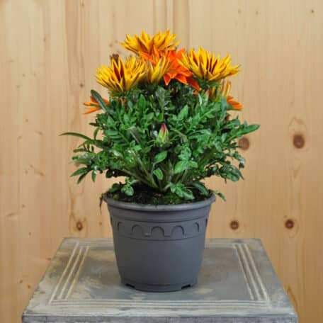Mittagsgold - Gazania Cultivars - 3 Stück