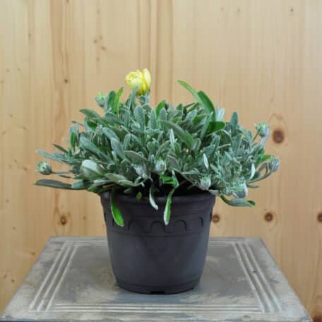 Mittagsgold - Gazania Cultivars - 3 Stück