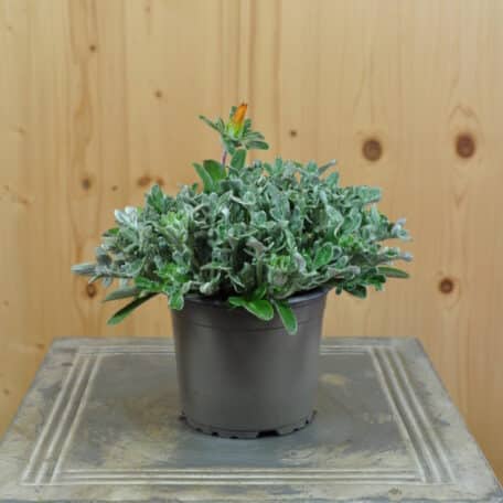 Mittagsgold - Gazania Cultivars - 4 Stück