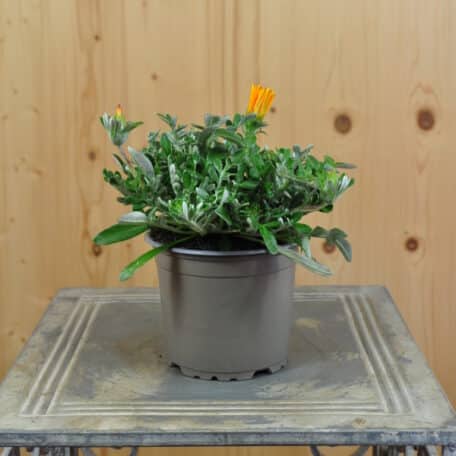 Mittagsgold - Gazania Cultivars - 4 Stück
