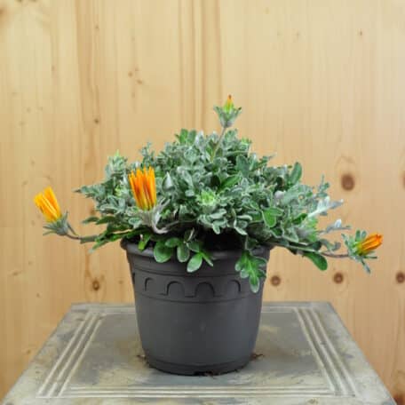 Mittagsgold - Gazania Cultivars - 3 Stück